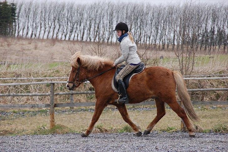 Islænder Hjalli fra Tranten - Træning:) Trav:D billede 19