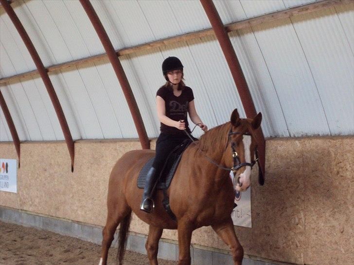 Dansk Varmblod Wonder Dancer billede 10