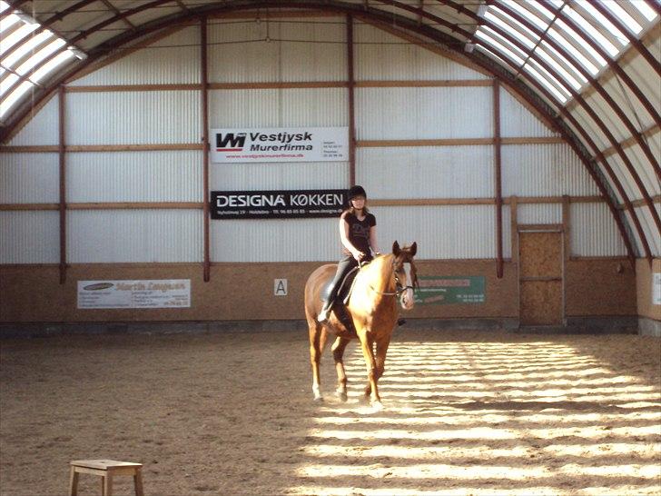 Dansk Varmblod Wonder Dancer billede 11