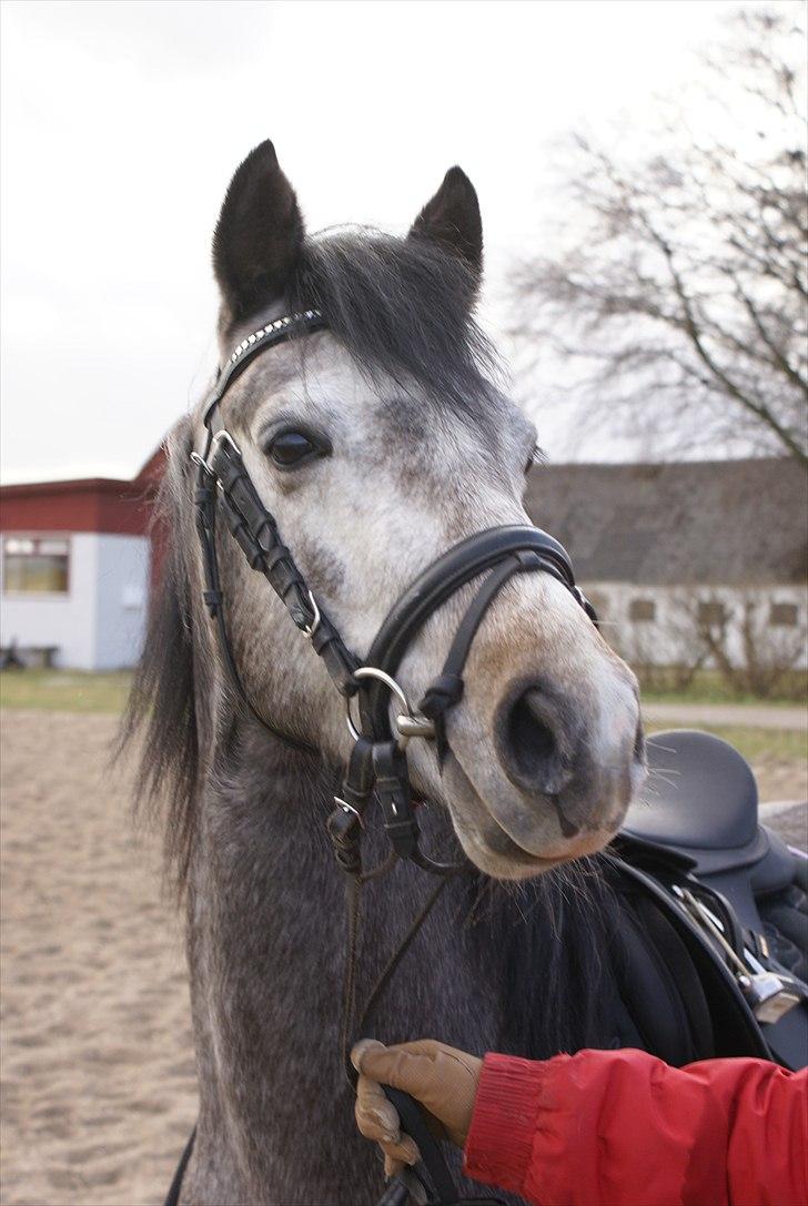 DSP Toftegaards Knighthood  billede 1