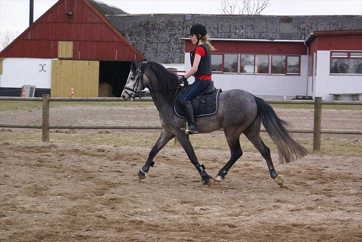 DSP Toftegaards Knighthood  billede 2