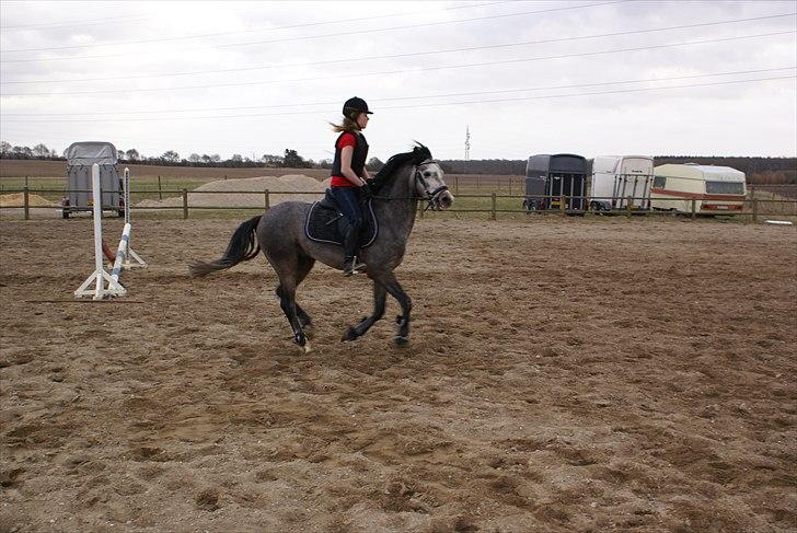 DSP Toftegaards Knighthood  billede 3