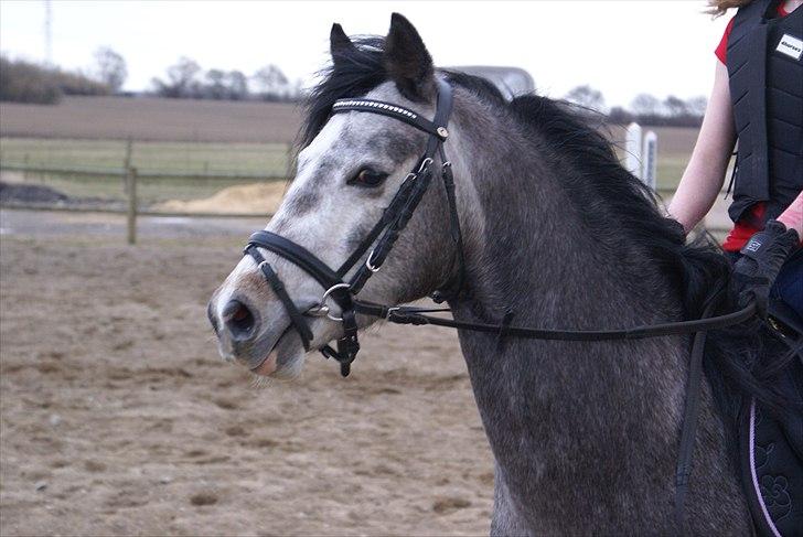 DSP Toftegaards Knighthood  billede 4