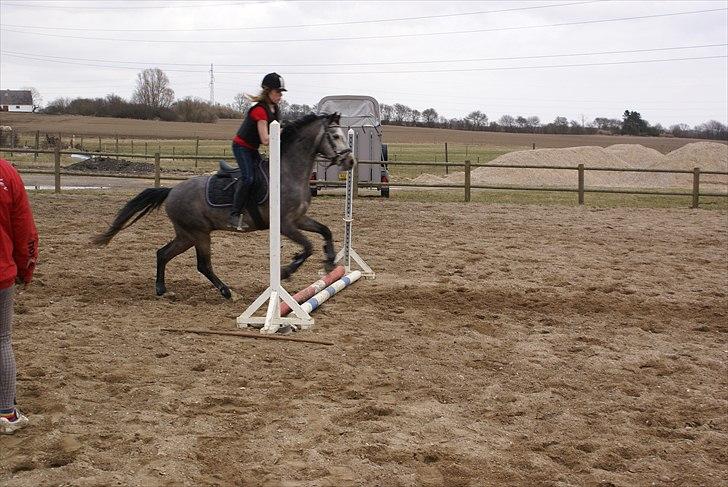 DSP Toftegaards Knighthood  billede 5