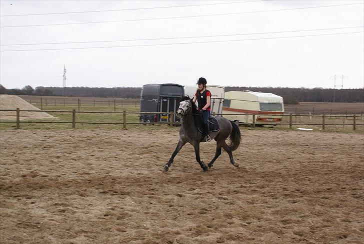 DSP Toftegaards Knighthood  billede 6