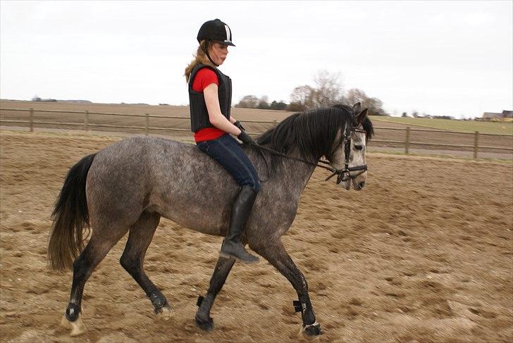 DSP Toftegaards Knighthood  billede 7