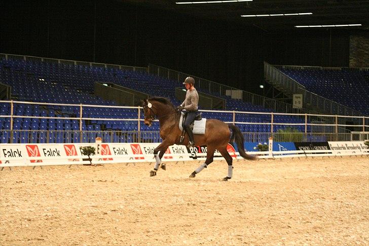 Dansk Varmblod Hønnerups Force - Force og Jim Rasmussen, Herning 2011 billede 6
