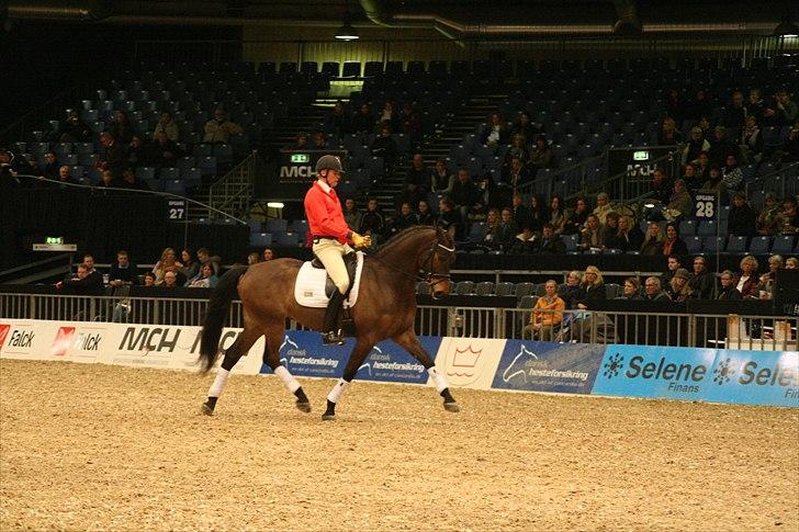 Dansk Varmblod Hønnerups Force - Force og Jan Brink, Herning 2011 billede 11
