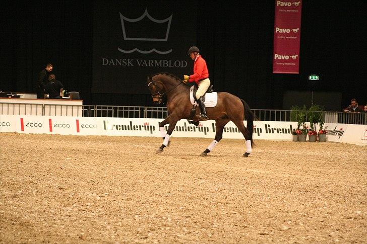 Dansk Varmblod Hønnerups Force - Force og Jan Brink, Herning 2011 billede 10