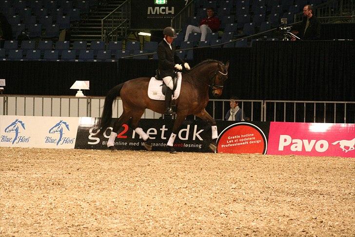 Dansk Varmblod Hønnerups Force - Force og Jim Rasmussen, Herning 2011 billede 9