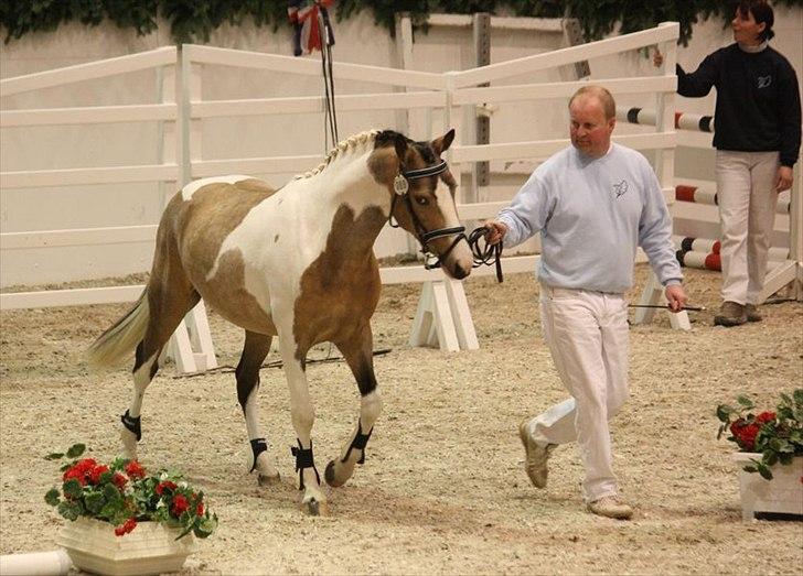 Pinto Gp montedo højgård billede 11