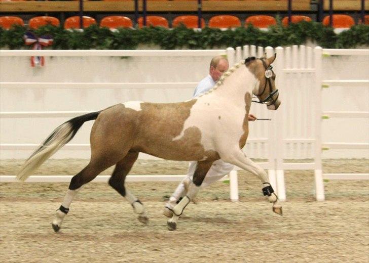 Pinto Gp montedo højgård billede 12