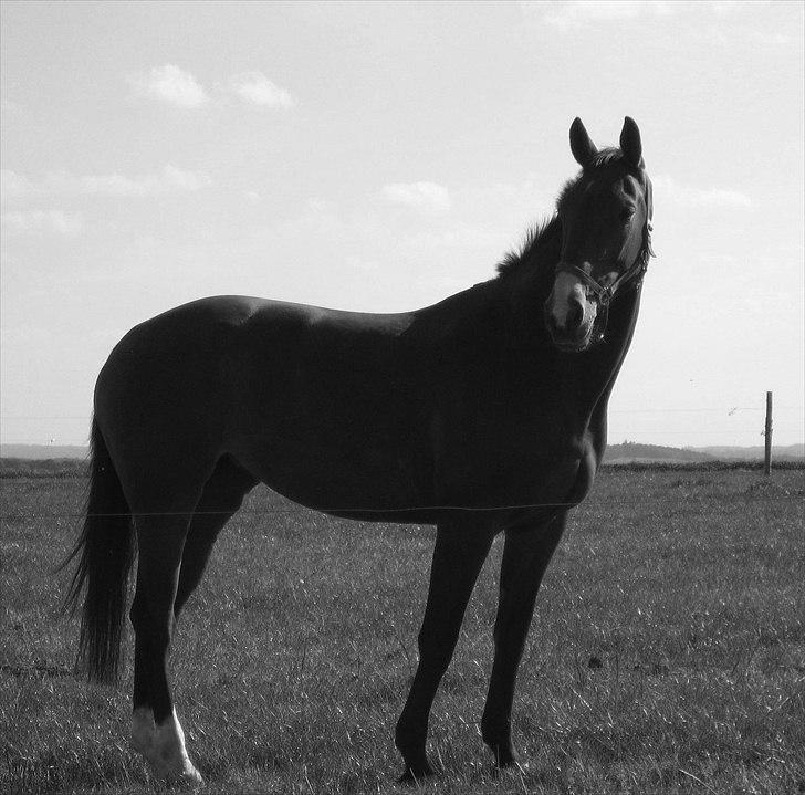 Dansk Varmblod Cias Moonlight billede 7