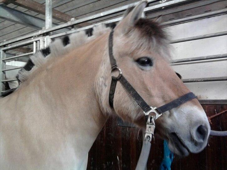 Fjordhest Stella<3 (Part)  - Så fin. Hun er så dejlig. billede 1