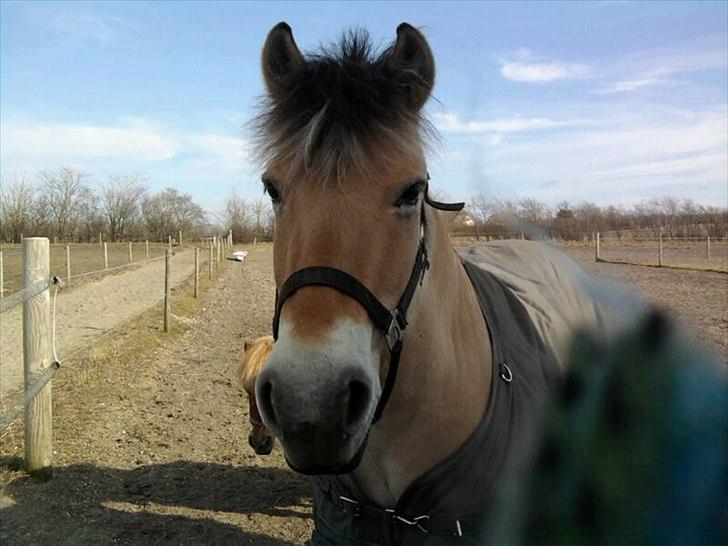 Fjordhest Stella<3 (Part)  - Det første billede jeg tog af hende billede 2