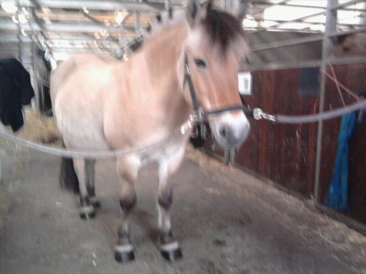 Fjordhest Stella<3 (Part)  - Har lige smurt hovfedt på hendes hove<33 billede 3