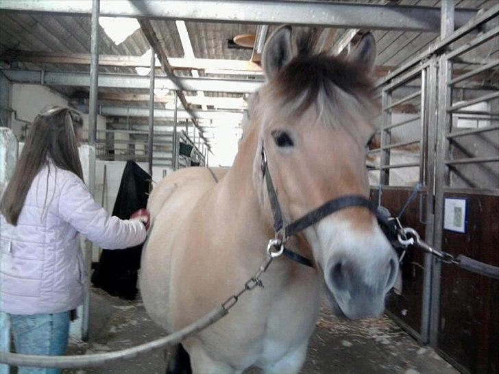 Fjordhest Stella<3 (Part)  - strigle strigle strigle... og SÅ meget hår billede 4