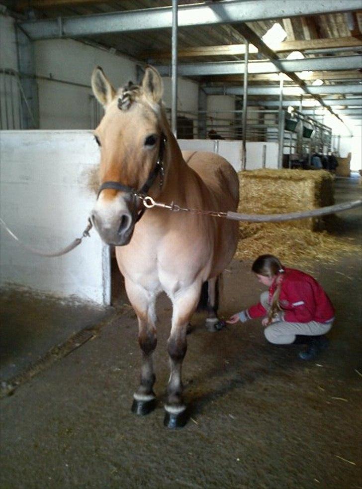 Fjordhest Stella<3 (Part)  - STELLA!!!<333 billede 5
