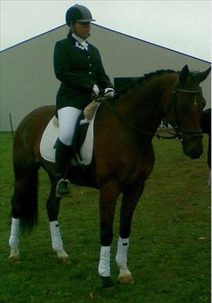 Dansk Varmblod Refsgaards Cheval solgt billede 1