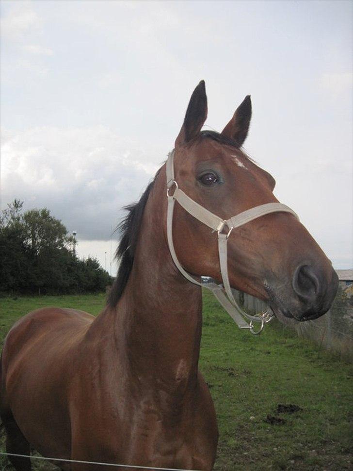 Dansk Varmblod Refsgaards Cheval solgt billede 2