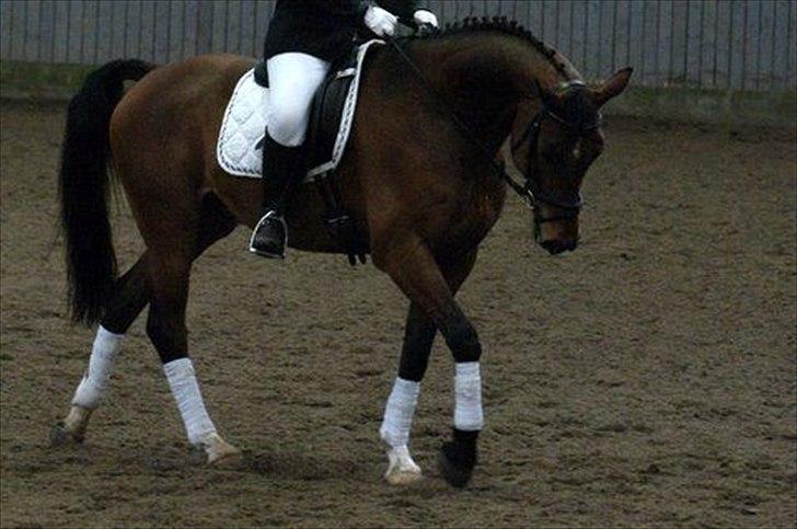 Dansk Varmblod Refsgaards Cheval solgt billede 3