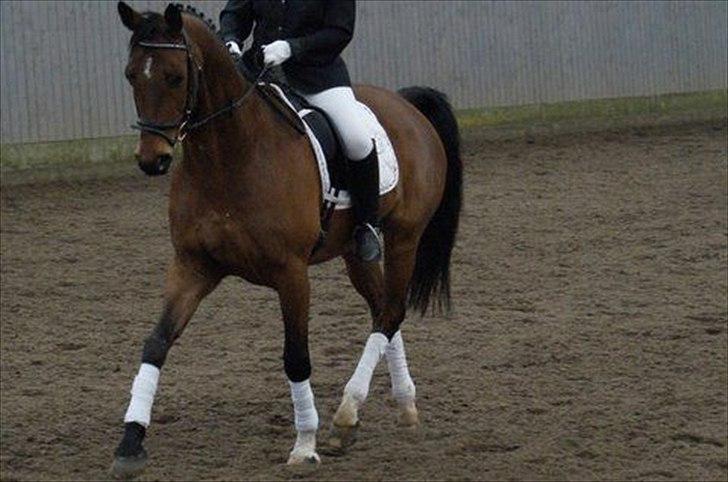 Dansk Varmblod Refsgaards Cheval solgt billede 4