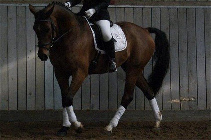 Dansk Varmblod Refsgaards Cheval solgt billede 5