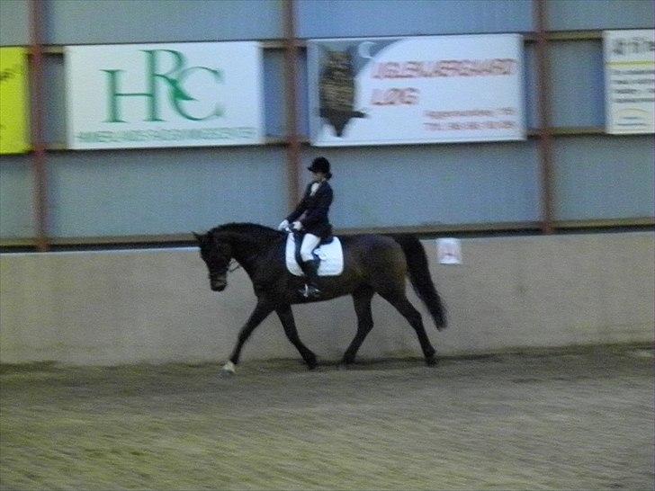 Dansk Varmblod caron(lånehest) - 2011 første dressur stævne billede 2