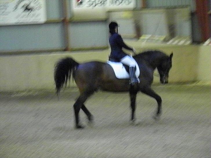 Dansk Varmblod caron(lånehest) billede 3