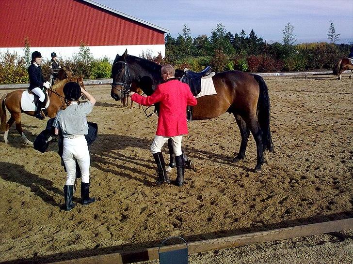 Dansk Varmblod caron(lånehest) billede 4