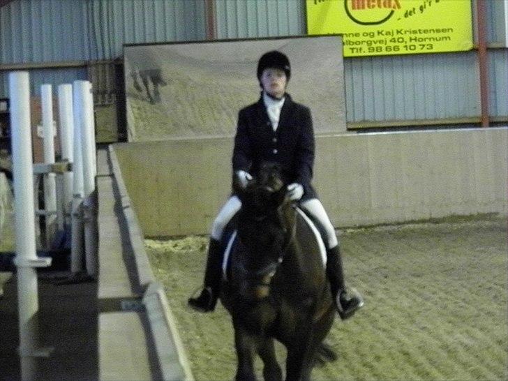 Dansk Varmblod caron(lånehest) billede 5