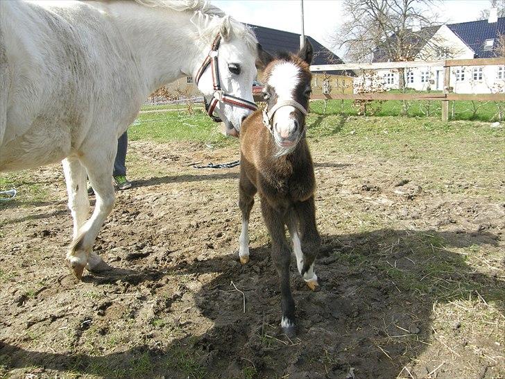 Welsh Mountain (sec A) Noerrelide´s Pretty Meri  R'I'P billede 3