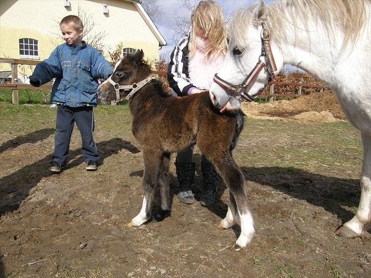 Welsh Mountain (sec A) Noerrelide´s Pretty Meri  R'I'P billede 5