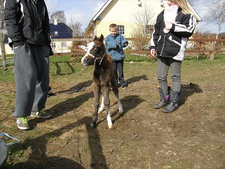 Welsh Mountain (sec A) Noerrelide´s Pretty Meri  R'I'P billede 6