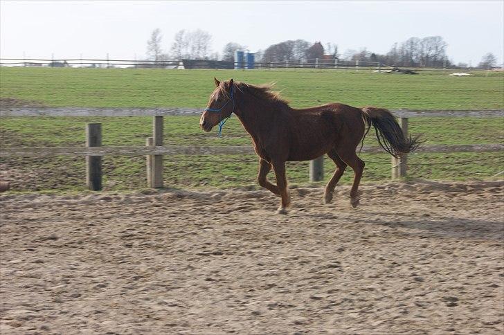 Anden særlig race Sigurd min prins <3! - 5# Så smuk du er<333 billede 5