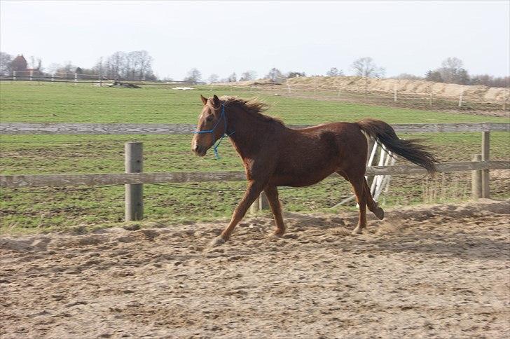 Anden særlig race Sigurd min prins <3! - 6# Så flot  kan løbe elsker dig  billede 6