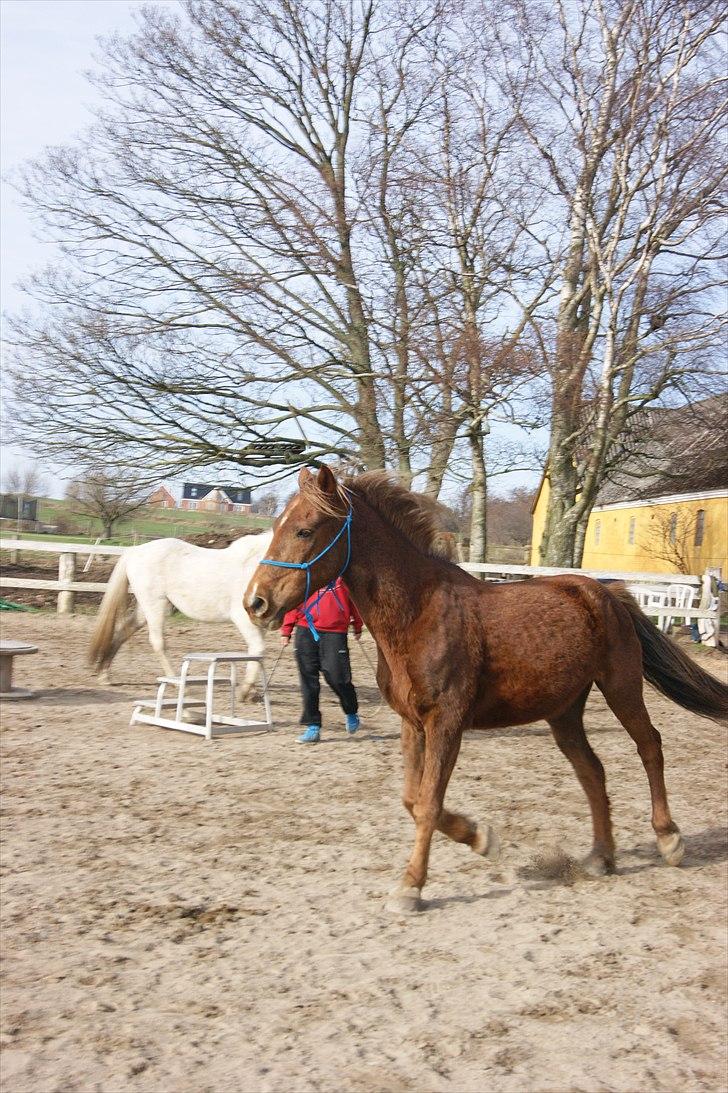 Anden særlig race Sigurd min prins <3! - 9# du er min dejlige VALLAK!!!!!!!!!!!!!!!!!!!!!!!!!!!!!!!!!!!!!!!!!!!!!!!!!!!!!!!!!!!!!!!!!!!!!!!<3<3<33<3<3<3<3<3<3<3<3<3 billede 9