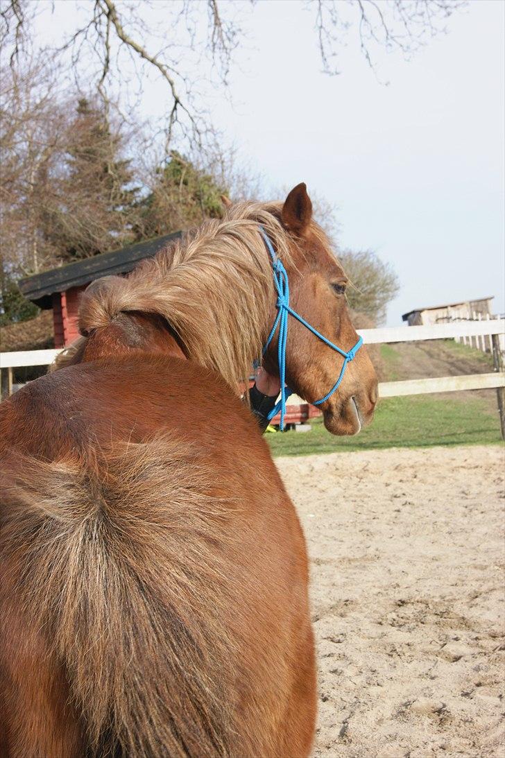 Anden særlig race Sigurd min prins <3! - 10# Selv din side er pæn smuksak! billede 10