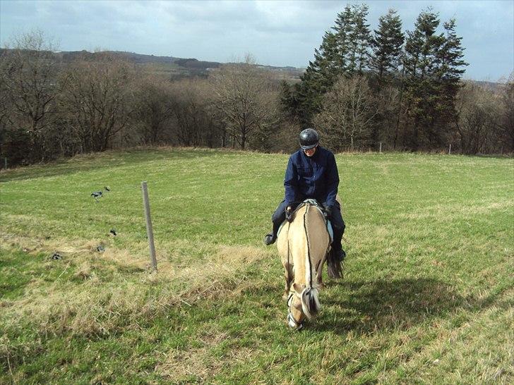Fjordhest Lukas - Lukas vil hellere spise græs billede 13