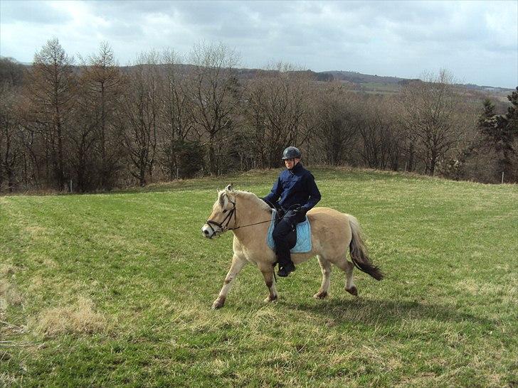 Fjordhest Lukas billede 14