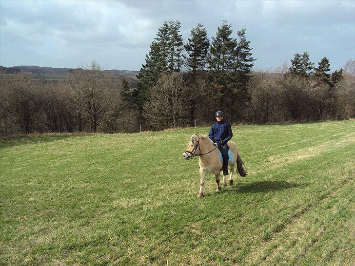 Fjordhest Lukas billede 15