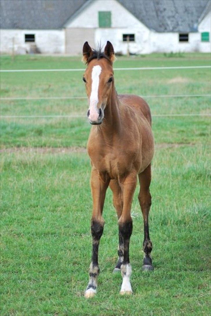 Fuldblod (XX) Final Answer (Aleksander) billede 14