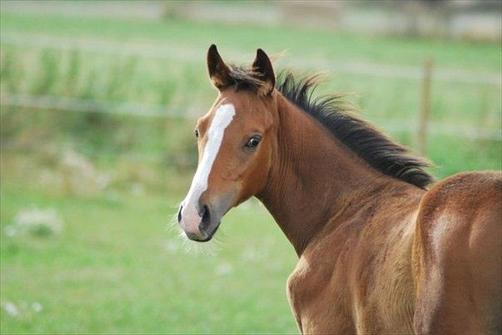 Fuldblod (XX) Final Answer (Aleksander) billede 6