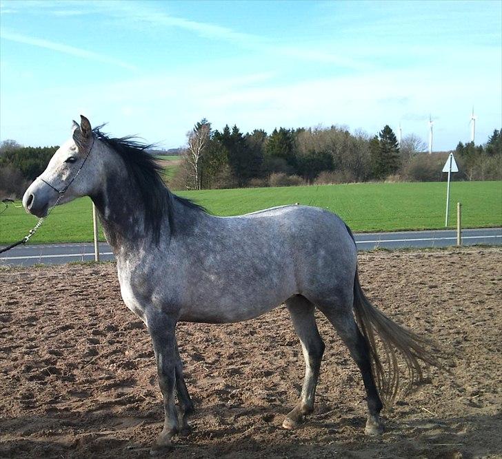 Arabisk fuldblod (OX) Gantrup Fresiah - Nyt den 7/4-2011 billede 18