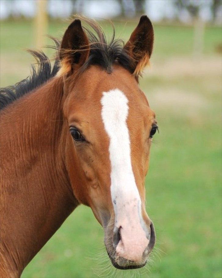 Fuldblod (XX) Final Answer (Aleksander) billede 15