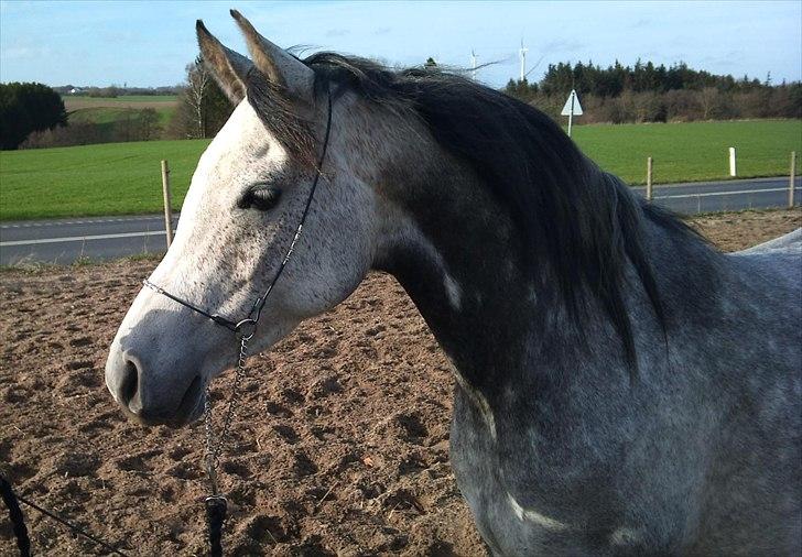 Arabisk fuldblod (OX) Gantrup Fresiah - Nyt den 7/4-2011 billede 19