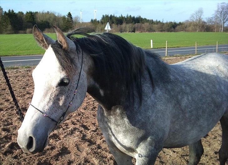 Arabisk fuldblod (OX) Gantrup Fresiah - Nyt den 7/4-2011 billede 20