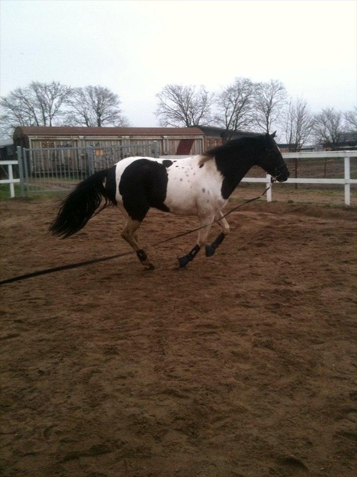 Pinto PintoStar (Red)* billede 10