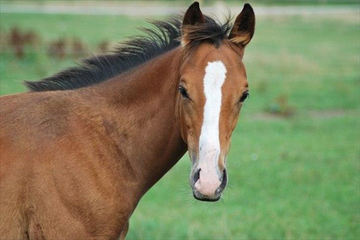 Fuldblod (XX) Final Answer (Aleksander) billede 16