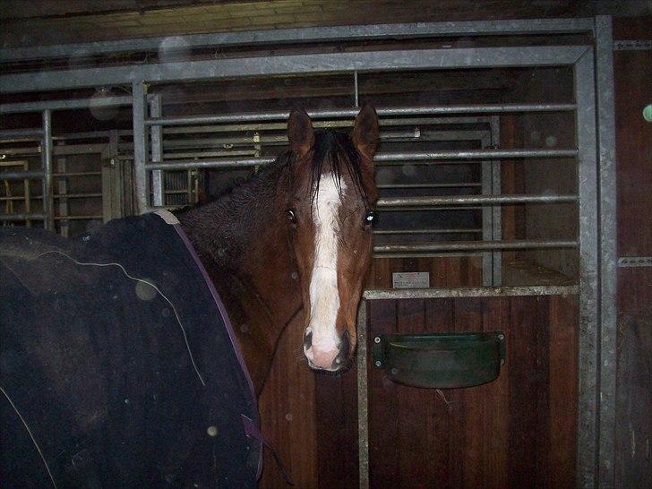 Fuldblod (XX) Final Answer (Aleksander) billede 17